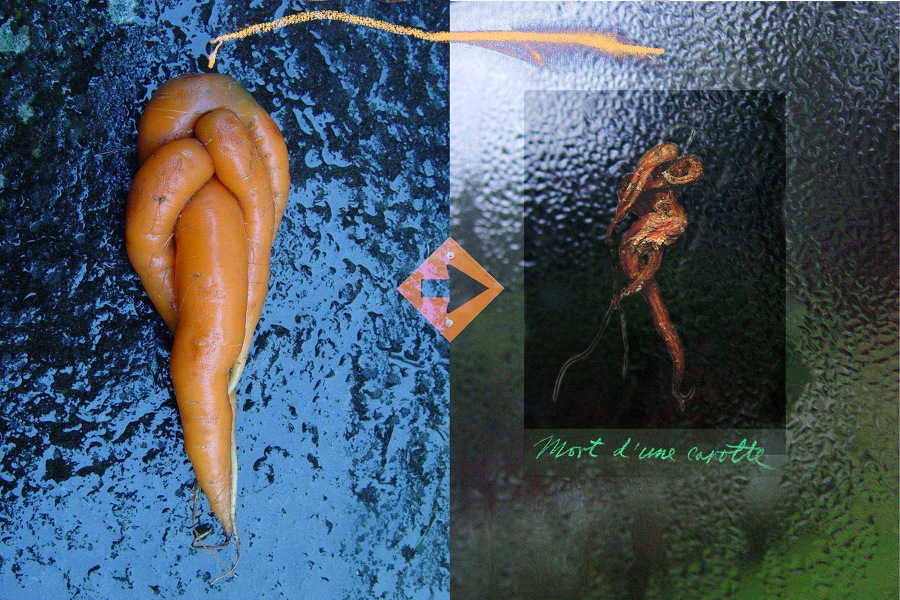 Mort d’une carotte    2006